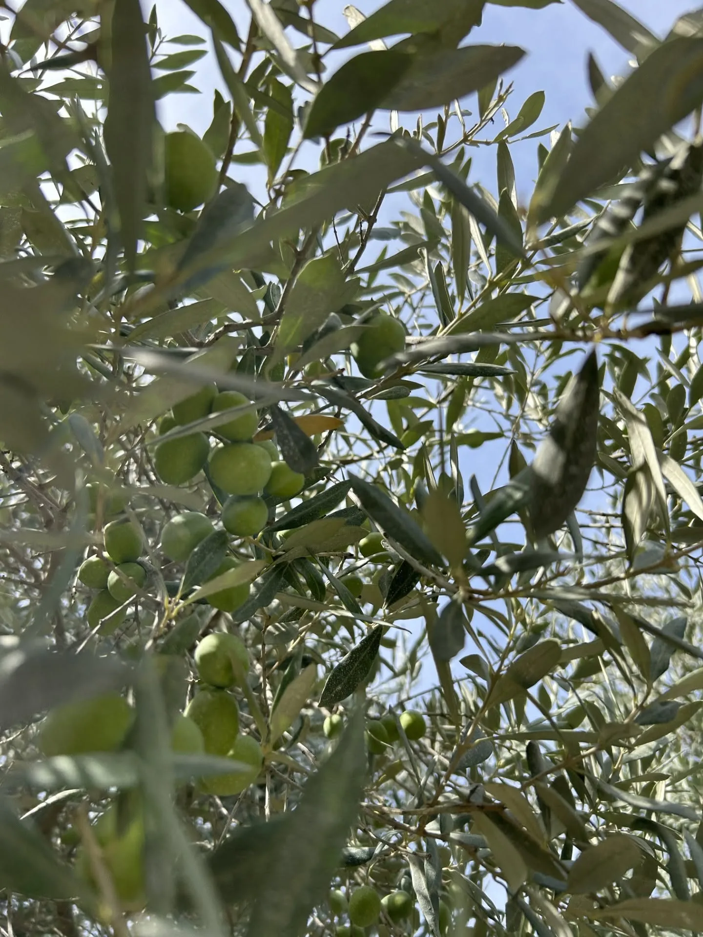 Olives vertes sur l'olivier, Domaine La Grillonne