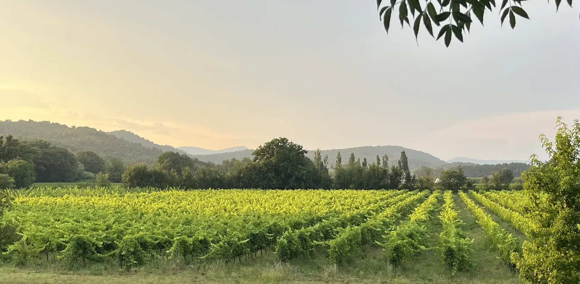 Vignes et oliviers du Domaine La Grillonne dans la lumière du matin