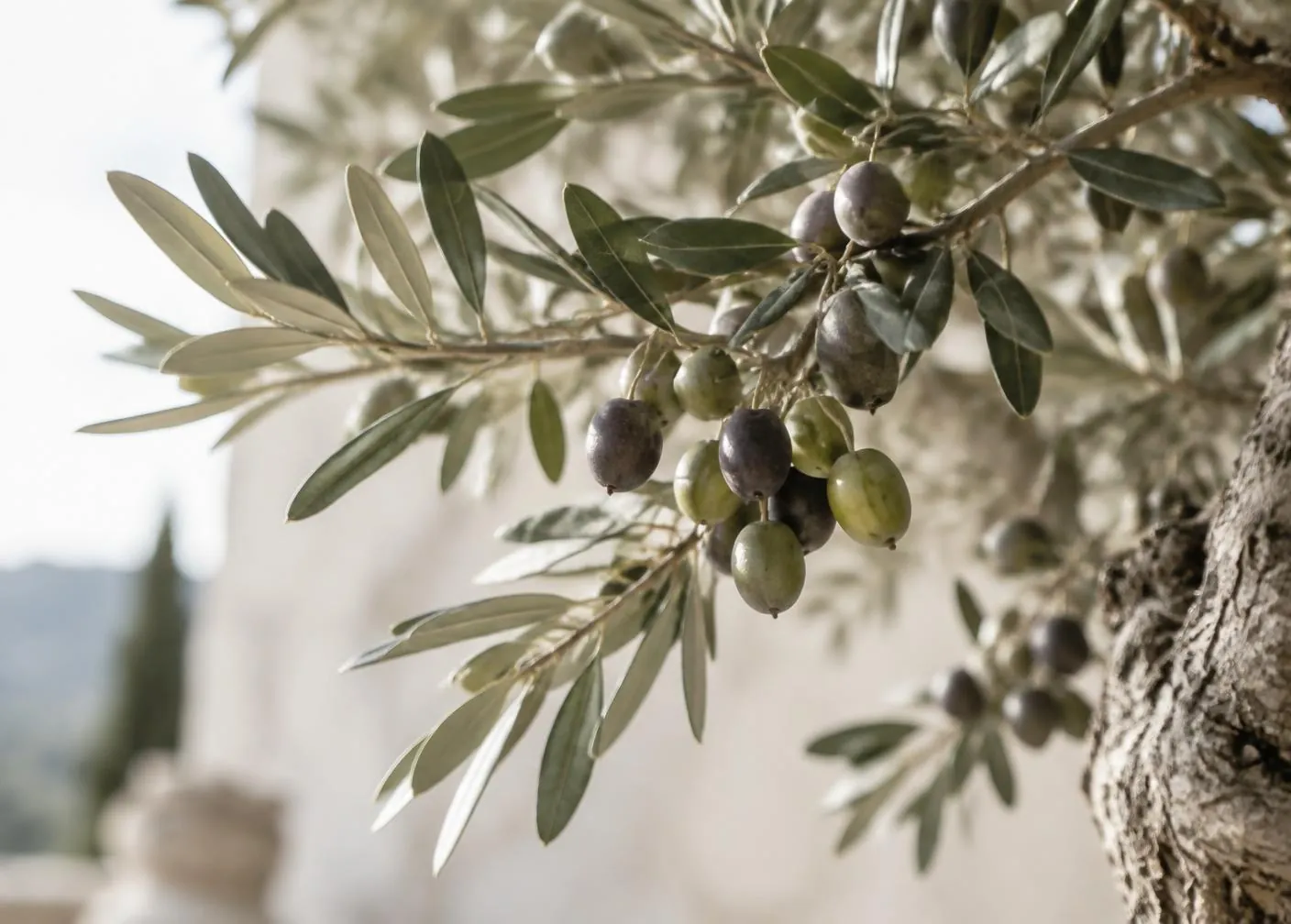 Huile d'olive